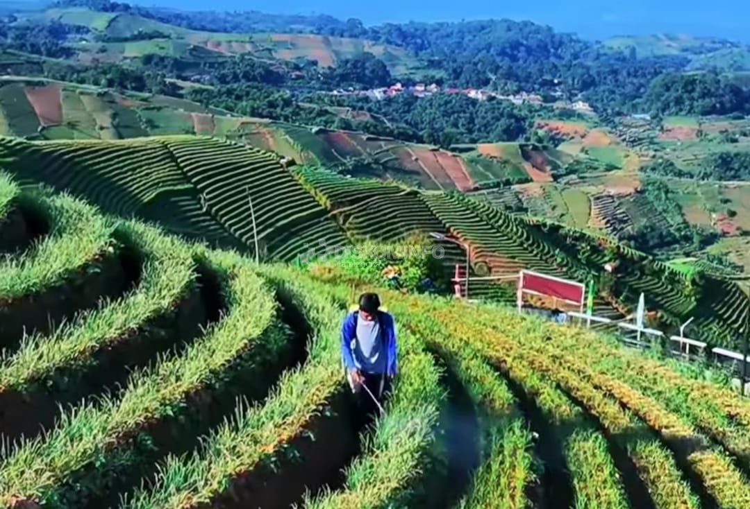 Panyaweuyan selain Wisata ternyata Komoditas unggulan Pertanian Bawang Merah
